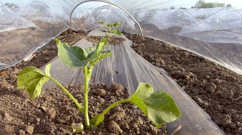 Melons greenhouse in spring. Stock Footage 50747845