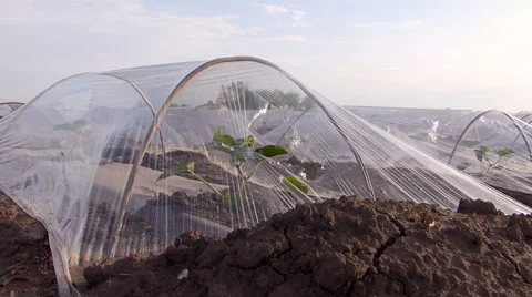 Melons greenhouse in spring. Stock Footage 50748316