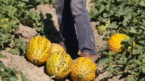Melons harvested in the field Vídeo Stock 293947274