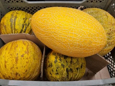 Melons at the market Stock Photos