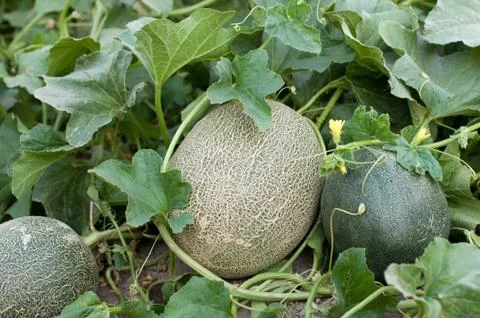Melons Stock Photos