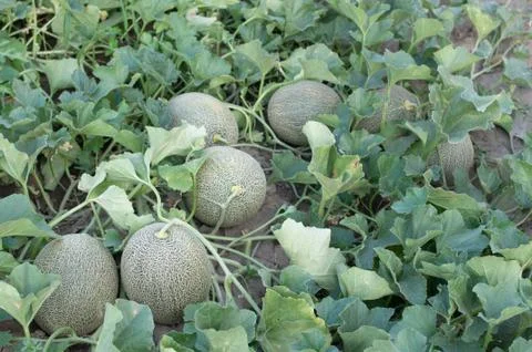 Melons Stock Photos