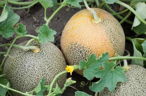 Melons Stock Photos