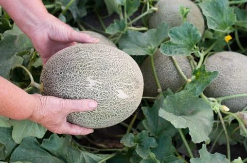 Melons Stock Photos