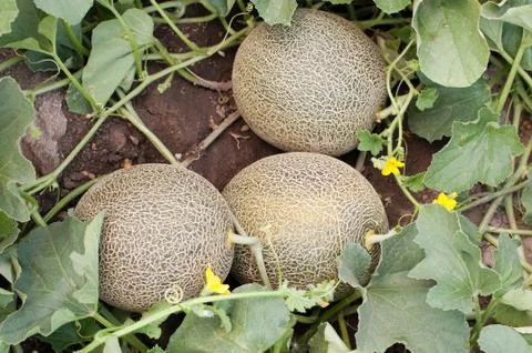 Melons Foto stock