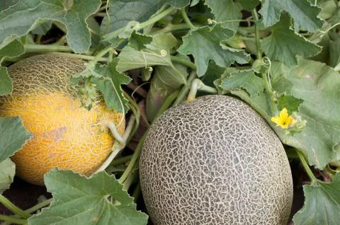 Melons Stock Photos