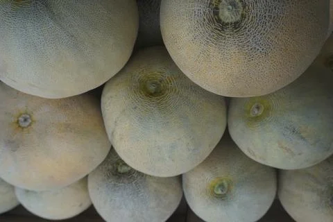 The melons Foto stock