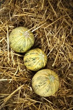 Melons on straw Stock Photos
