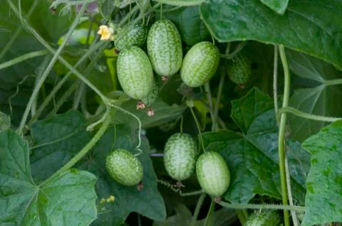 Melothria scabra, mouse melon Fotos de archivo