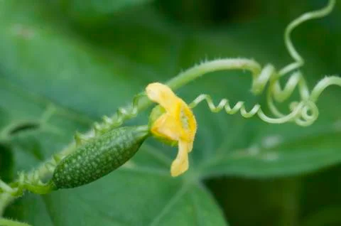 Melothria scabra, mouse melon Stock Photos