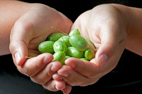 Melothria scabra, mouse melon Stock-Fotos