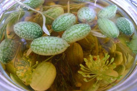 Melothria scabra, mouse melon Фото