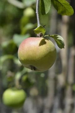Melrose apple tree Stock Photos