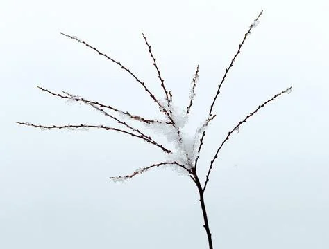 Melt snow on branches. Stock Photos