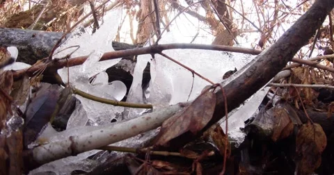 Melt Water Flows Through Fallen Branches in the Forest Stock Footage 60456144