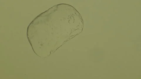 Melting crystal under microscope. Crystallography and scientific research concep Stock Footage 130059649
