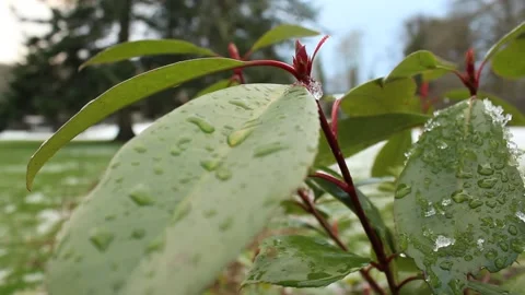 Melting Frost On Plants Stock Footage 227507853