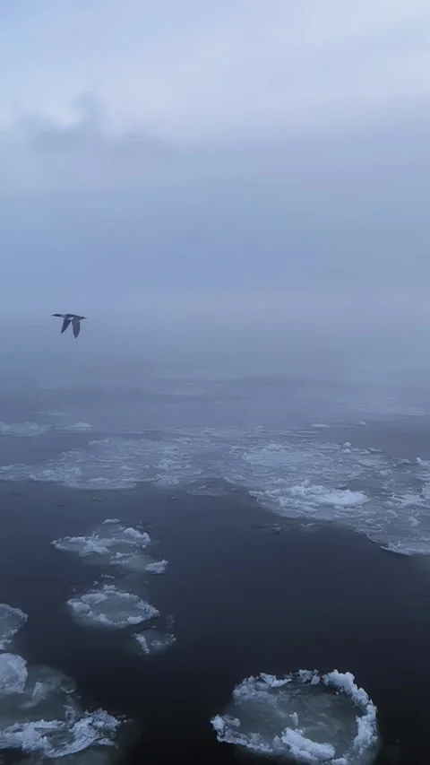 Melting glacier ice drifting in cold sea as bird flies across polar landscape 스톡 동영상 345516586