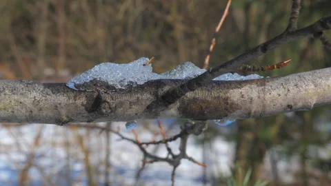Melting Ice and Snow Crystals Covering Tree Branch During Spring Stock Footage 346744161