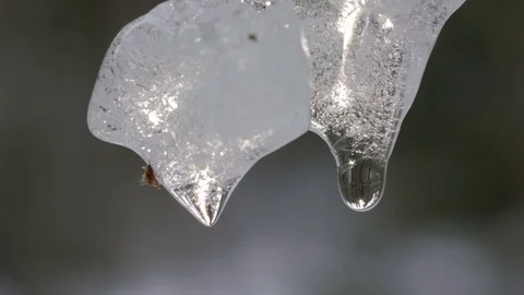 Melting ice dripping from the branch of a tree in the forest Stock Footage