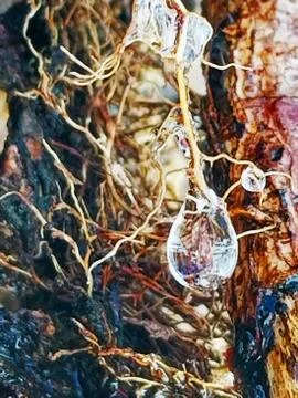 Melting Ice Droplets Cascading Down Vine Covered Tree Log Stock Photos