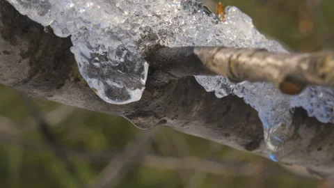 Melting ice drops on branch macro in early spring Stock Footage 334840492