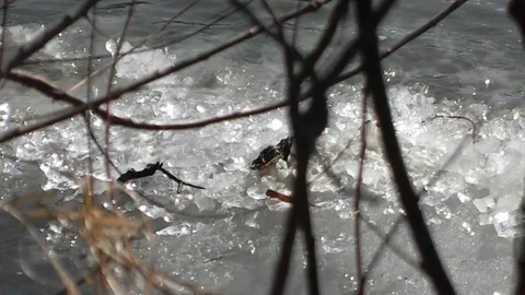 Melting ice Stock Footage 75037343