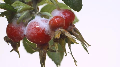 Melting ice Stock Footage 190310681