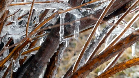 Melting ice on lifeless vegetation on spring rain footage. Stock Footage 86014839