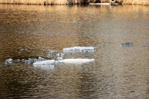 Melting ice in the river during spring Stock Photos