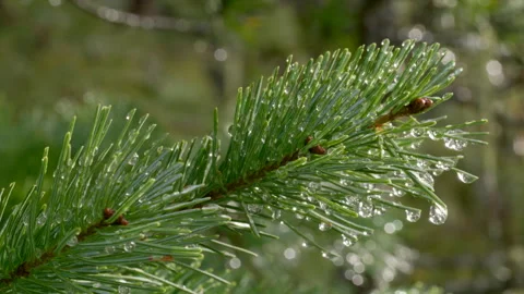 Melting ice on a twig of evergreen tree on a sunny winter day in the forest Stock Footage 253622876