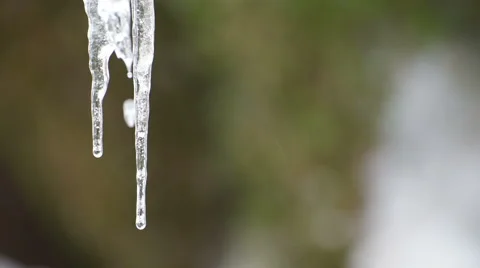 Melting Icicles Stock Footage 49109826
