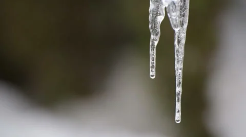 Melting Icicles Stock Footage 49109959