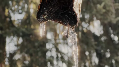 Melting icicles hanging outdoors Stock Footage 332694519