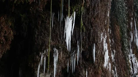 Melting Icicles in Nature Stock Footage 238844600