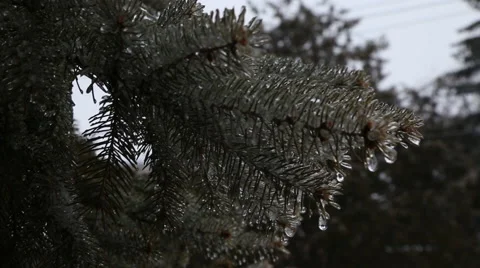 Melting icicles on pine tree in northern climate Stock Footage 61578259