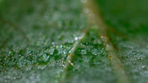 Melting leaf Stock Footage 192544818