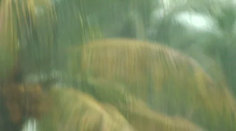 Melting Palm  Stock Footage 399294