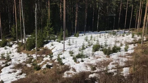 Melting Snow and Pine Trees in Sunlit Norwegian Forest Along Oslo to Myrdal Stock Footage 340583288