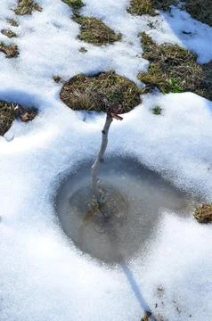 Melting snow around small sapling on grassy ground Фото
