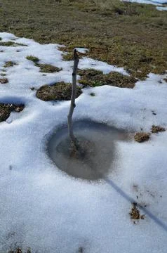 Melting snow around a small sapling in spring Stock Photos