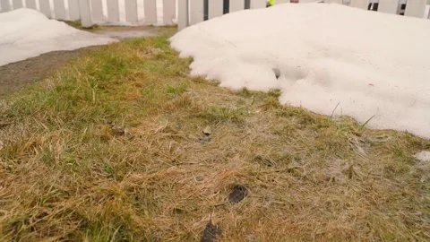 Melting snow in backyard with bare bushes and white fence in early spring Видео 342941954