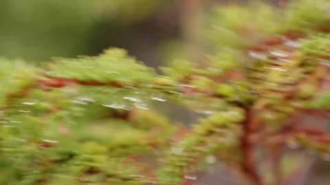 Melting snow on branches in arctic tundra closeup Stock Footage