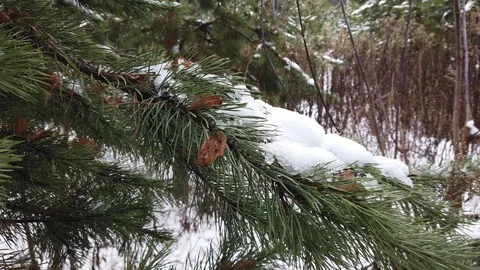 Melting snow on the branches of spruce close-up Video stock 124005279