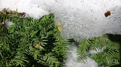 Melting Snow close up Vídeos de archivo 36991207