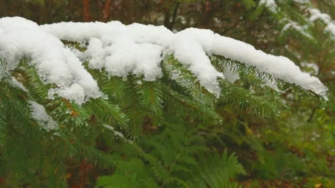 Melting snow on a conifer tree branch. Stock-Footage 294218299