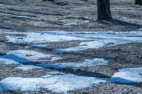 Melting snow creates blue shadow patterns across uneven ground, scattered tru Stock Photos