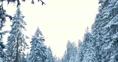 Melting snow in deep winter forest after freezing night in the cold mountains Stock Footage 232674496