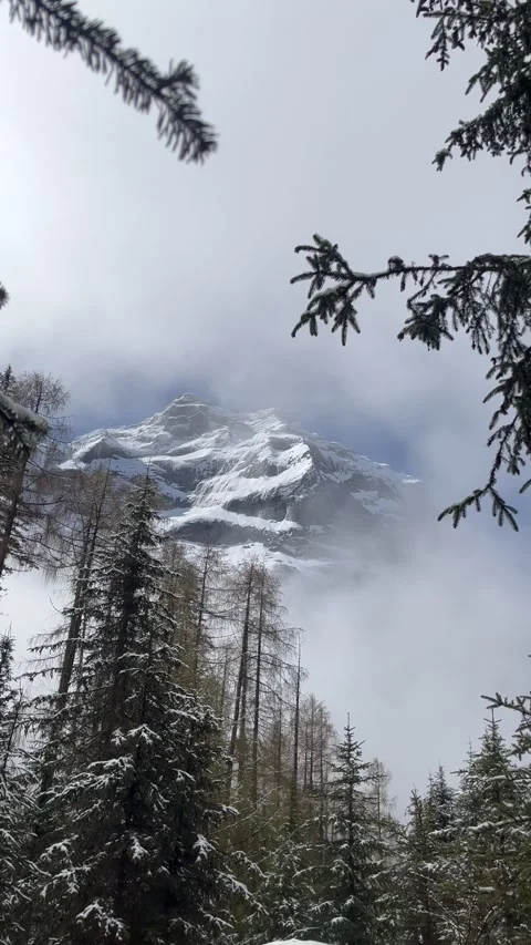 Melting Snow Dripping from Pine Branches During Early Spring Thaw Stock Footage 337820103