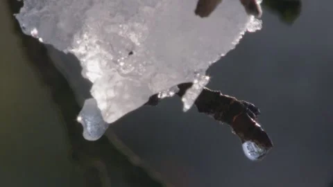 Melting snow dripping from a tree branch (close-up) Stock Footage 285135453